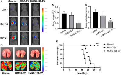 Exosome-Transmitted miR-128 Targets CCL18 to Inhibit the Proliferation and Metastasis of Urothelial Carcinoma